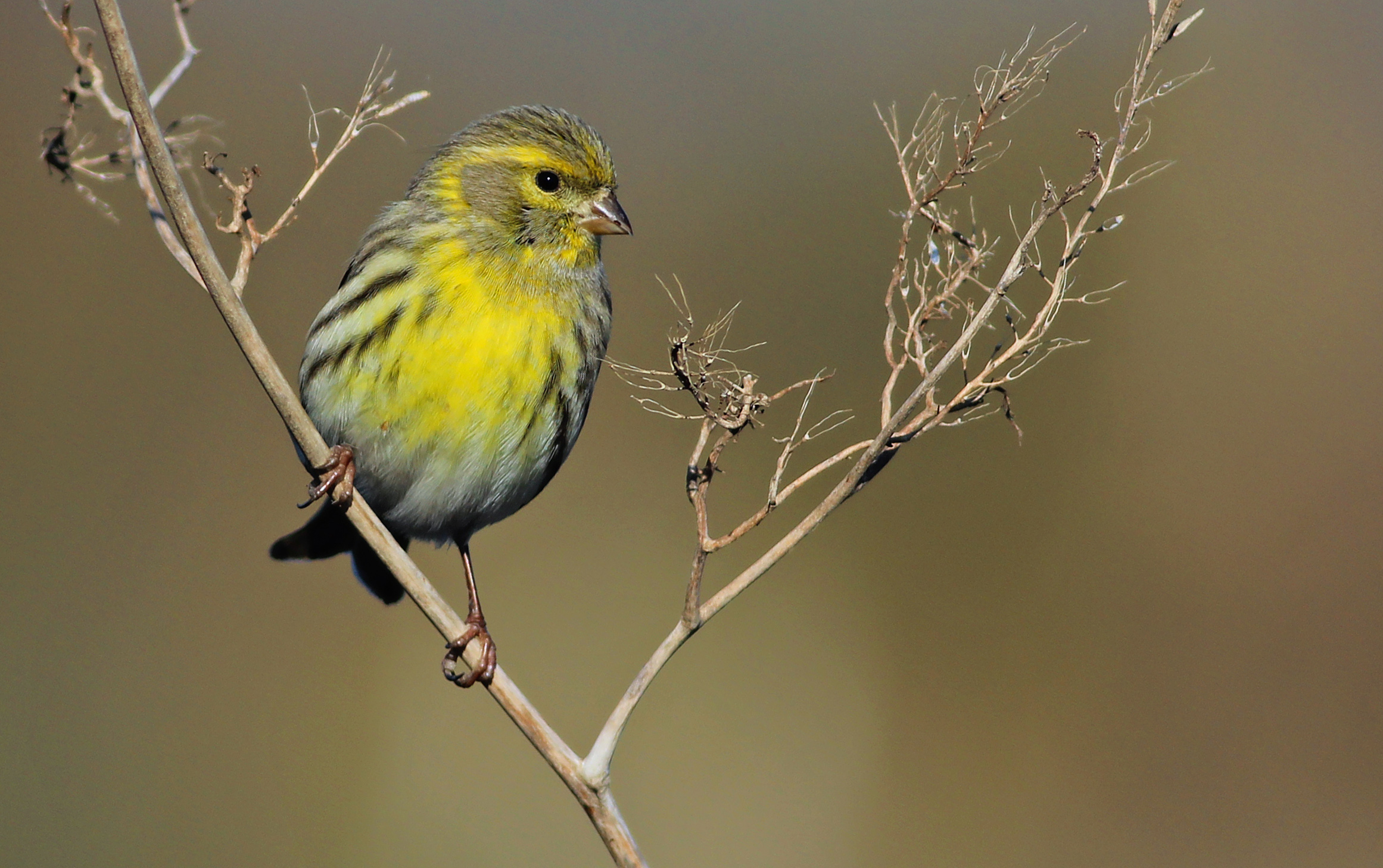 European Serin